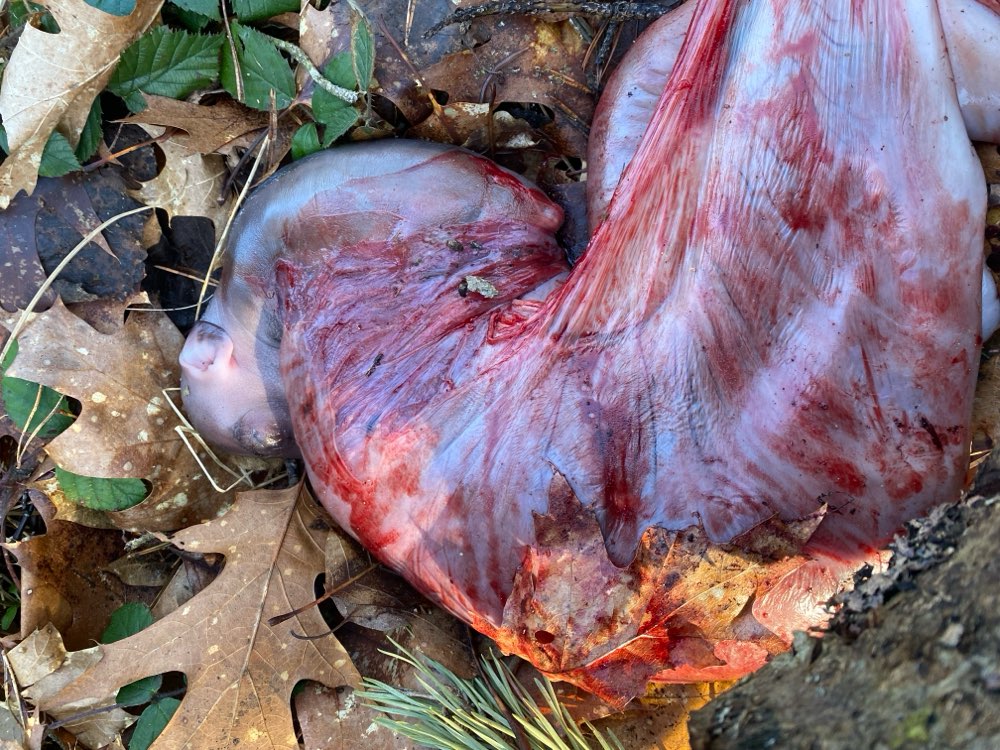 Giftköder-Innereien und Tier-Fötus in 90455 Nbg-Profilbild