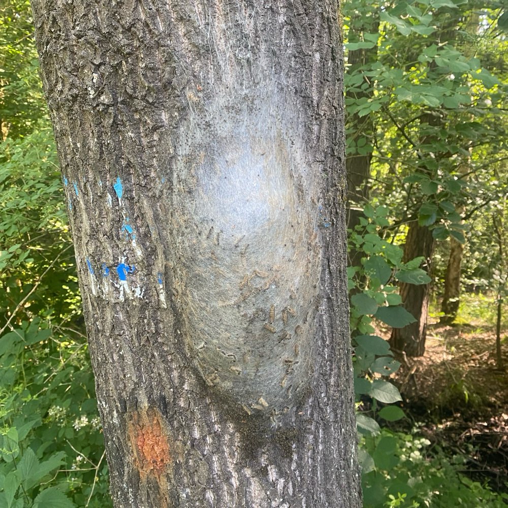 Giftköder-Eichenprozessionsspinner am Alten Kanal-Profilbild