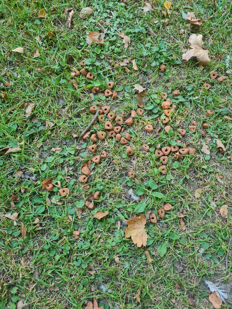 Giftköder-Eventueller Giftköder!!-Profilbild