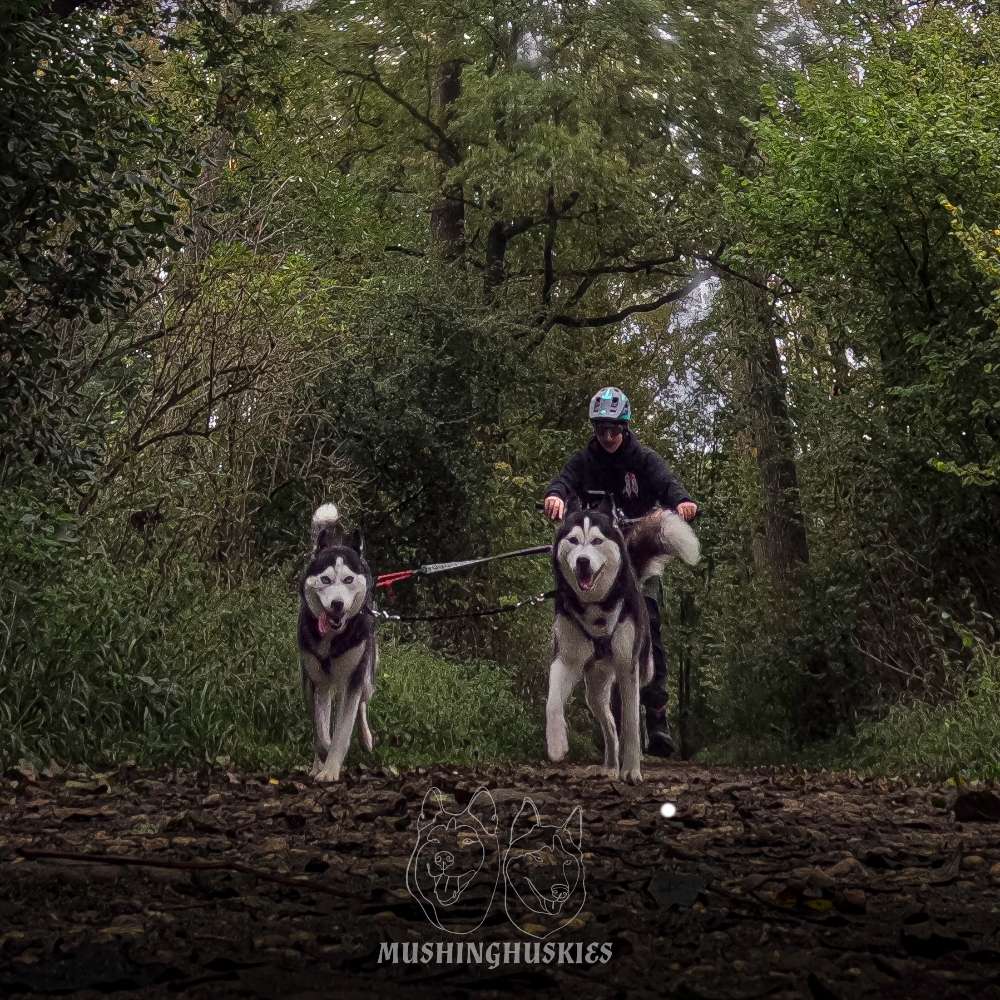 Hundetreffen-Zugsport Training-Profilbild