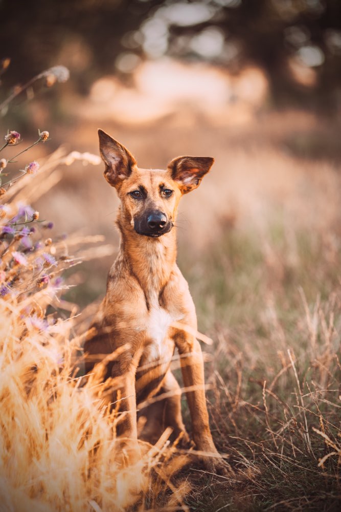 Hundetreffen-Hundekontakt und Sozialisierung-Profilbild