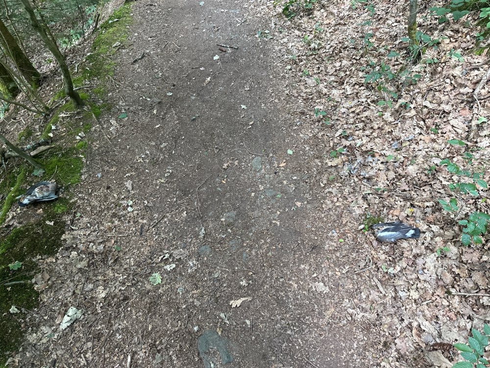Giftköder-2 Tote Vögel direkt am Waldweg-Profilbild