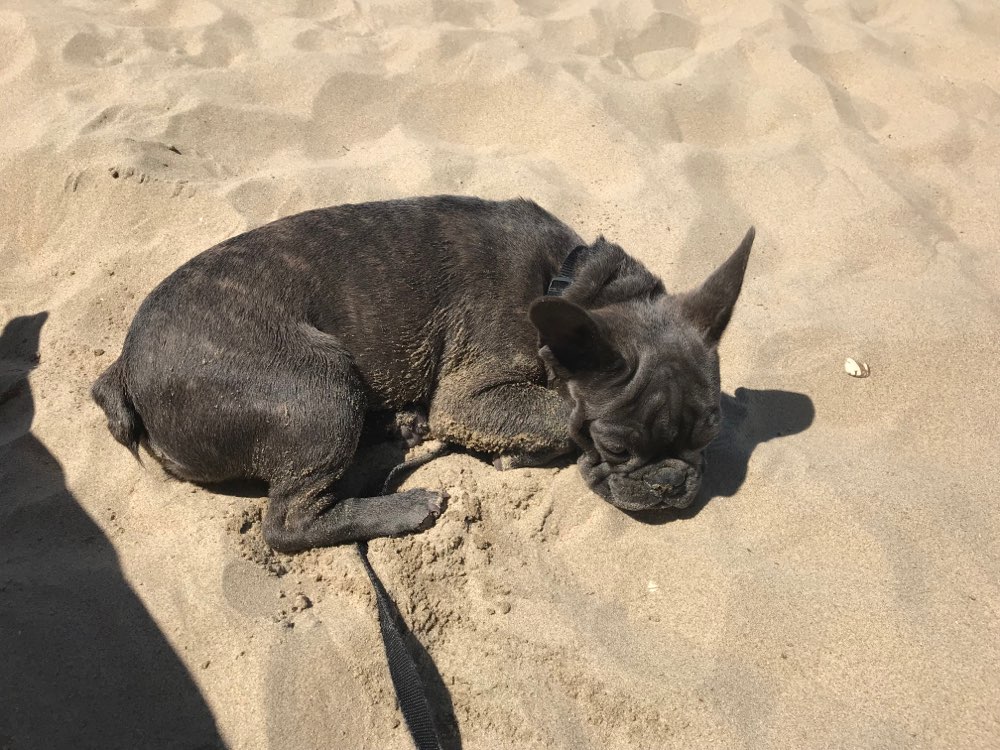 Hundetreffen-Hundefreundschaft gesucht-Profilbild