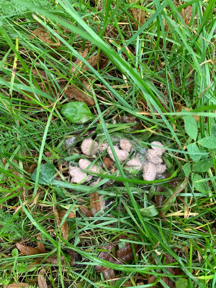 Giftköder-Vermutlich Katzenfutter-Profilbild