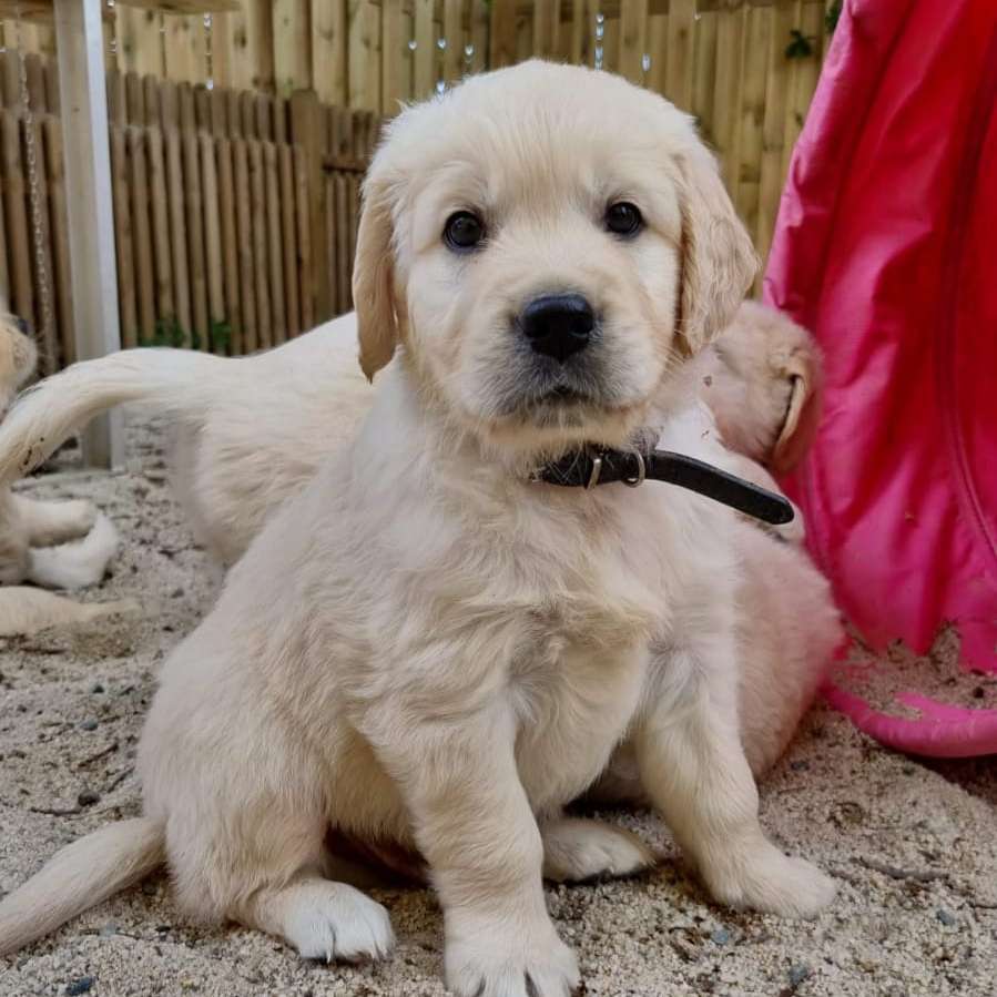 Hundetreffen-Welpentreffen-Profilbild