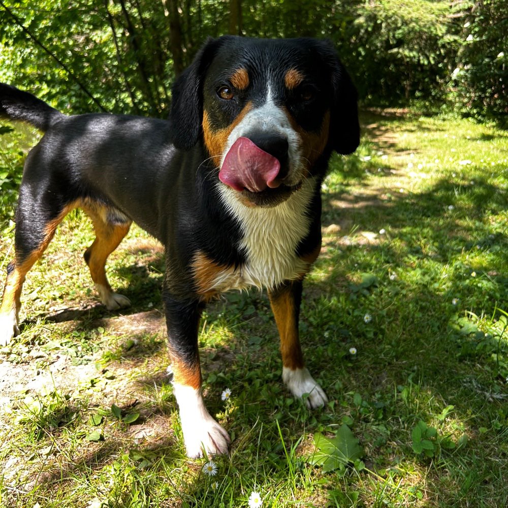 Hundetreffen-Hundekumpels zum Toben gesucht🐕-Profilbild