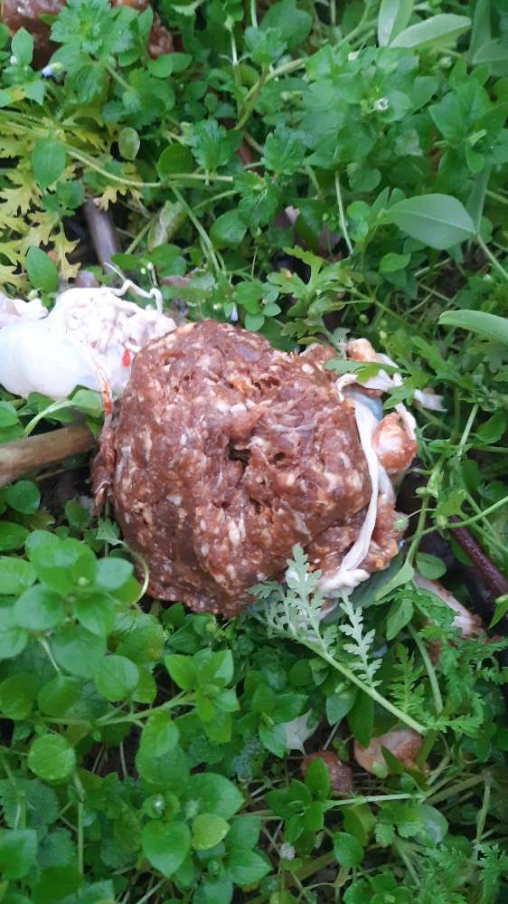 Giftköder-Vermutlich Giftköder-Profilbild