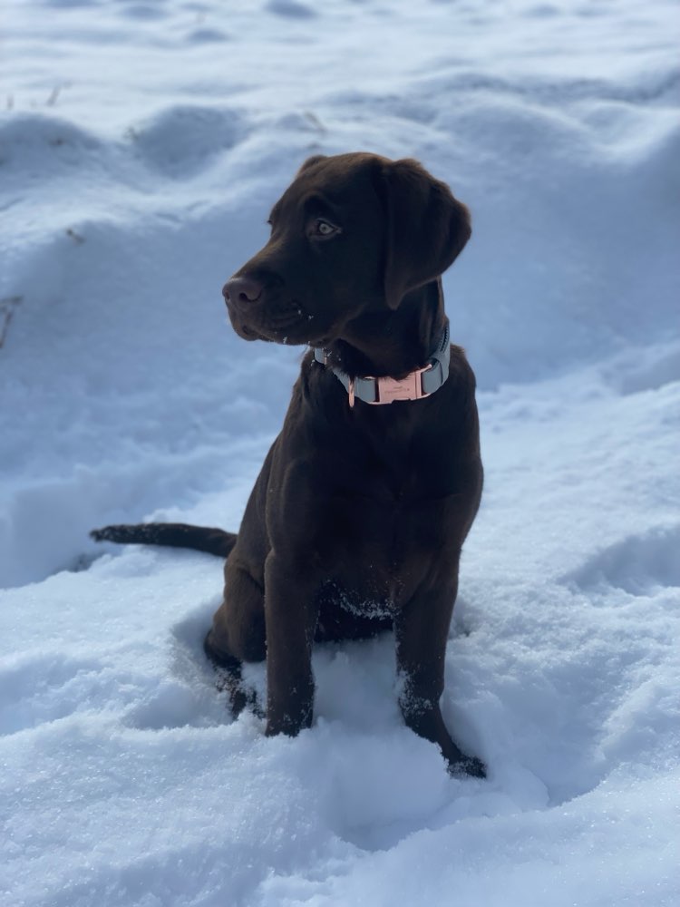 Hundetreffen-Hundefreunde gesucht-Profilbild