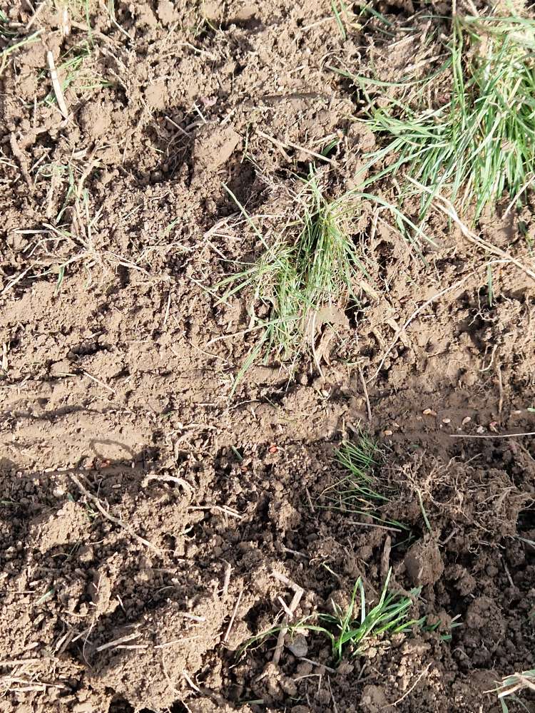 Giftköder-Mäuse Rattenköder / Korn-Profilbild