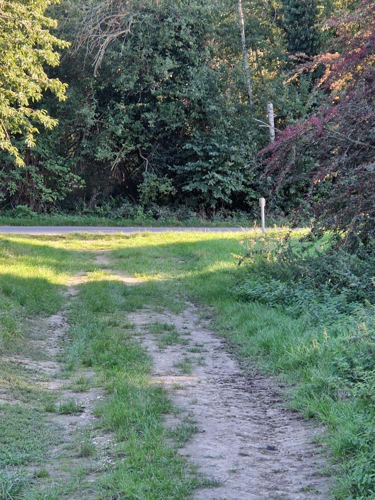 Giftköder-Toter Fuchs-Profilbild