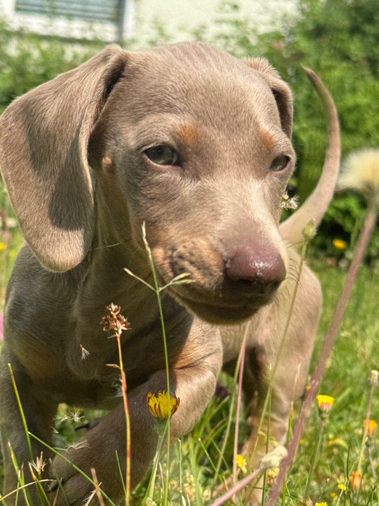Hundetreffen-Gassifreunde gesucht-Profilbild