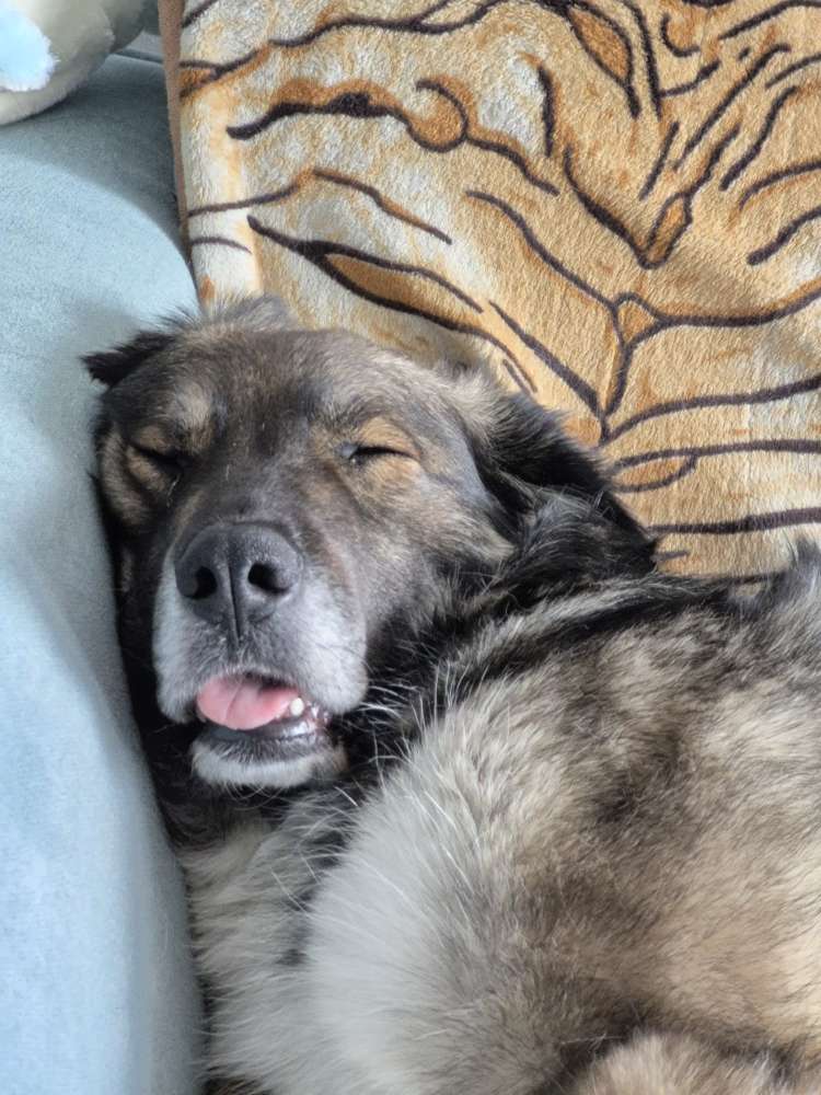 Hundetreffen-Souveräner Trainingspartner/Social Walk-Profilbild