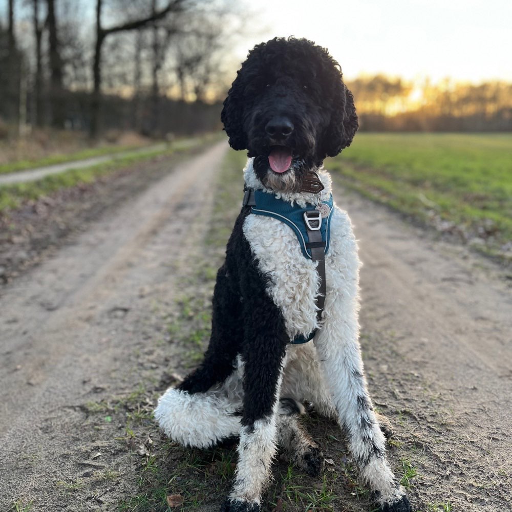 Hundetreffen-Hundekontakt-Profilbild