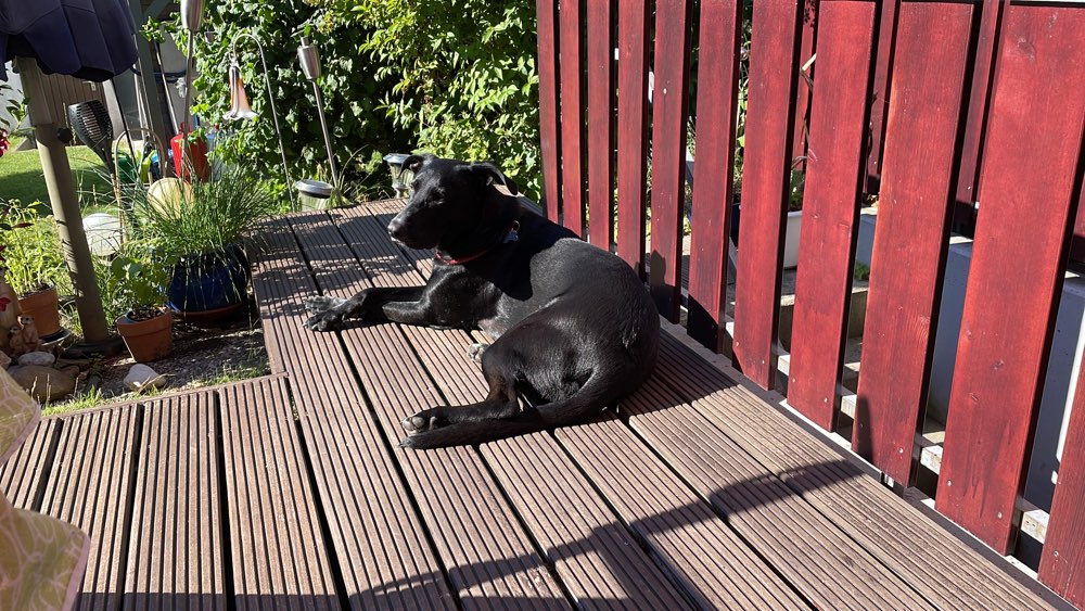 Hundetreffen-Robuster Spielkamerad gesucht (Neukatzwang Kanal)-Profilbild