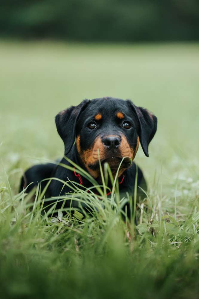 Hundetreffen-Gassirunde und spiel nach Absprache-Profilbild