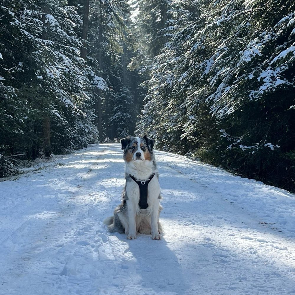 Hundetreffen-Hundetreffen zum Spielen-Profilbild