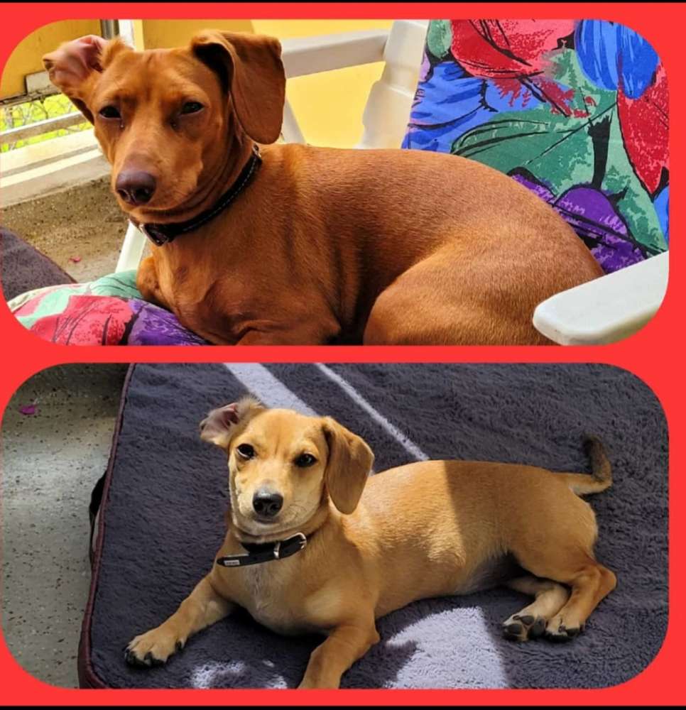 Hundetreffen-Junghunde Und Erwachsene-Profilbild