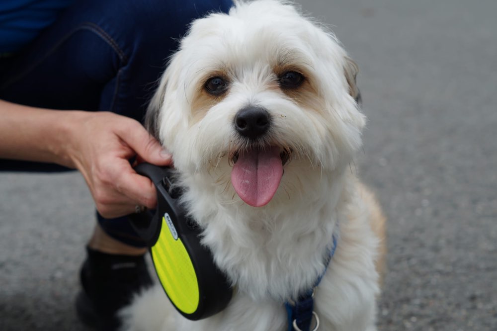 Hundetreffen-Toben-Profilbild