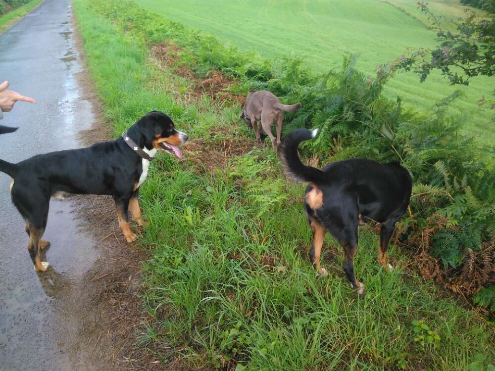 Hundetreffen-Hunde-Gruppe für gemeinsames toben und spielen gesucht Nähe Much und Umgebung-Profilbild