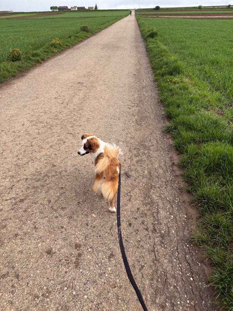 Hundetreffen-Dogs and language!-Profilbild