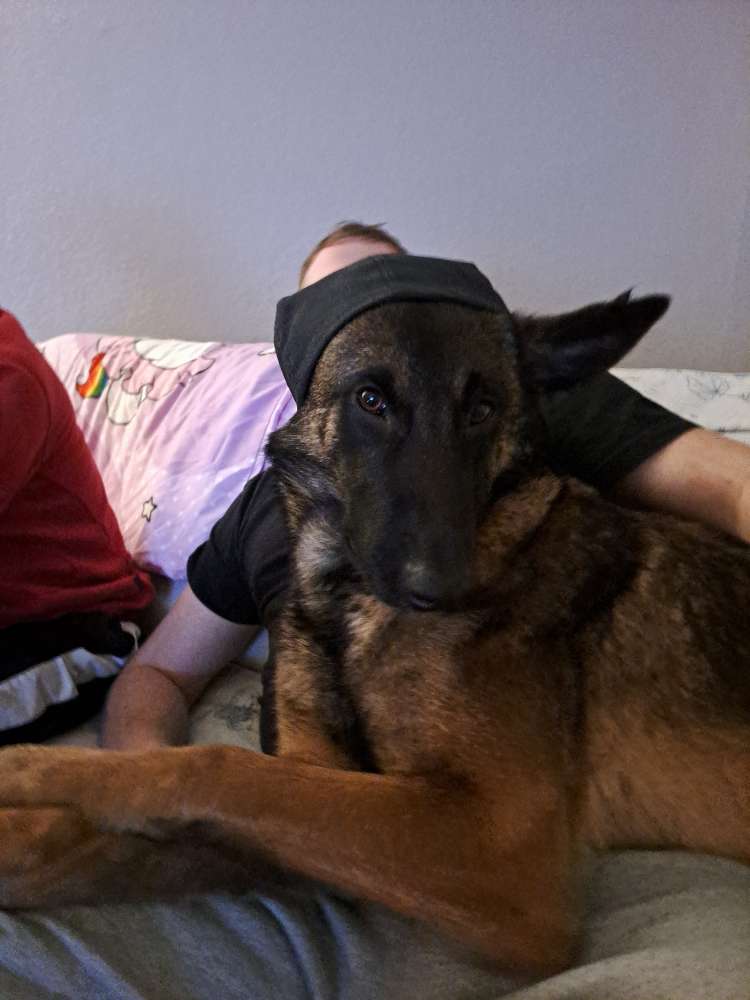 Hundetreffen-Zum Gassi gehen und spielen-Profilbild