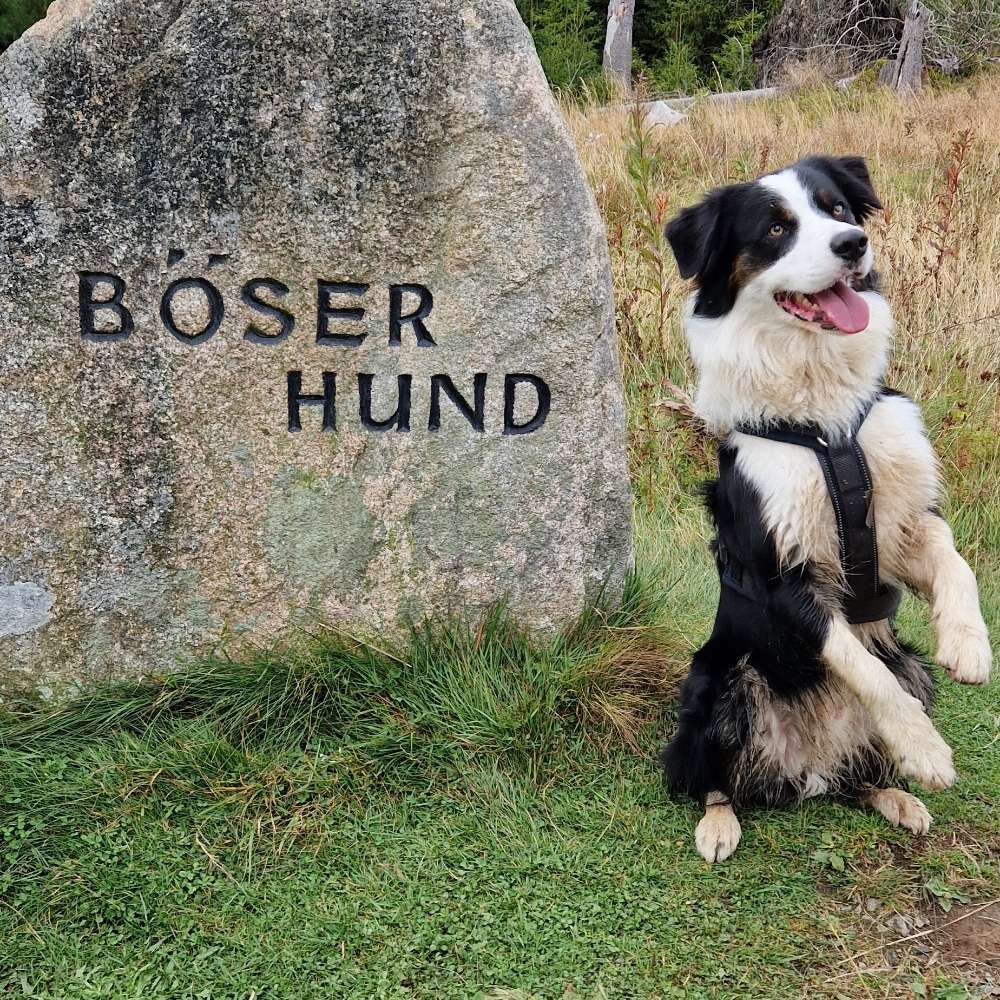 Hundetreffen-Trainings-, Gassi-, und Spielkamerad gesucht-Profilbild