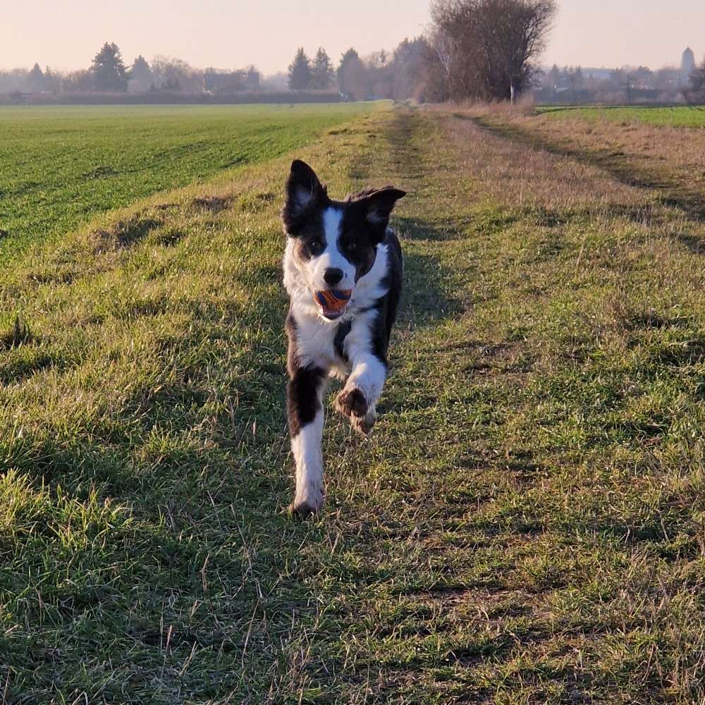 Hundetreffen-Trainings-, Gassi-, und Spielkamerad gesucht-Profilbild