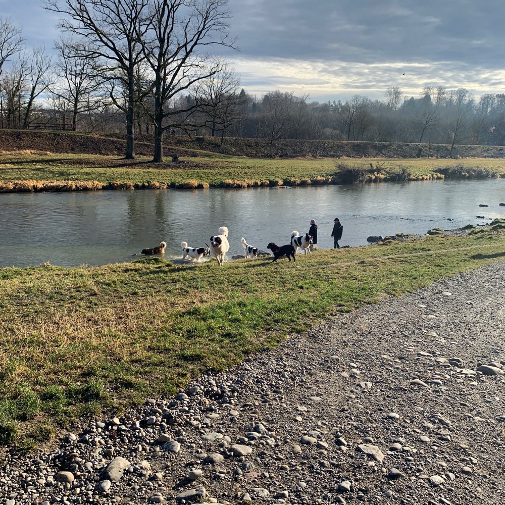 Hundetreffen-Landseer trifft Artgenossen-Profilbild