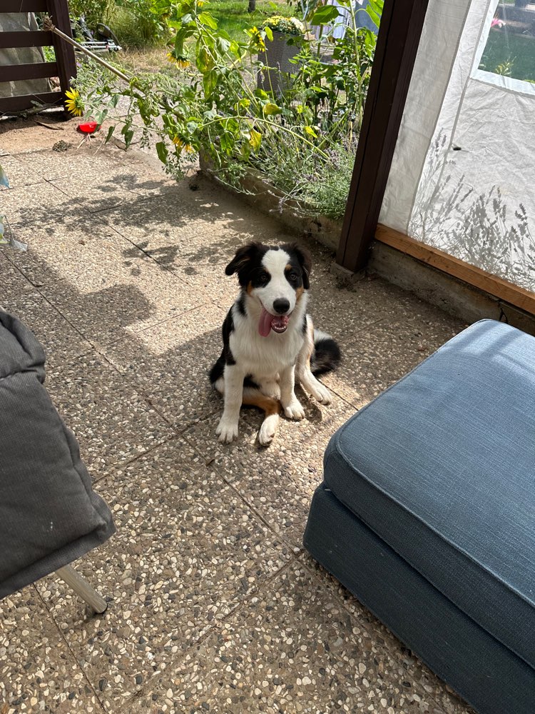 Hundetreffen-Spielrunde-Profilbild