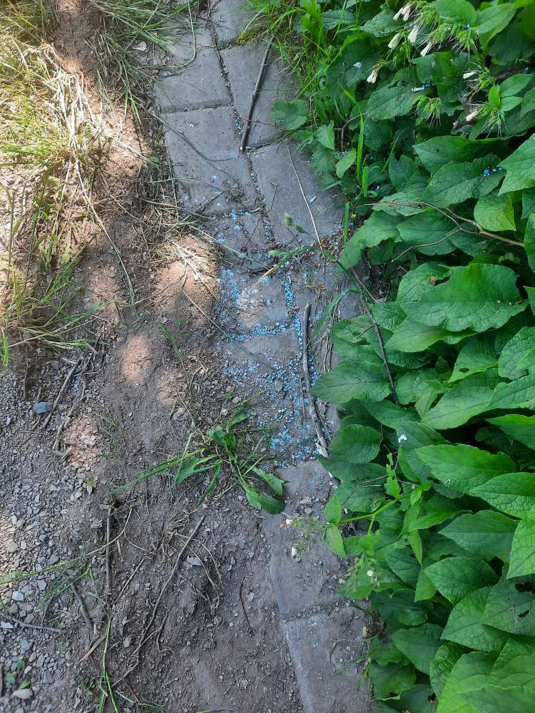 Giftköder-Blaukorn-Profilbild