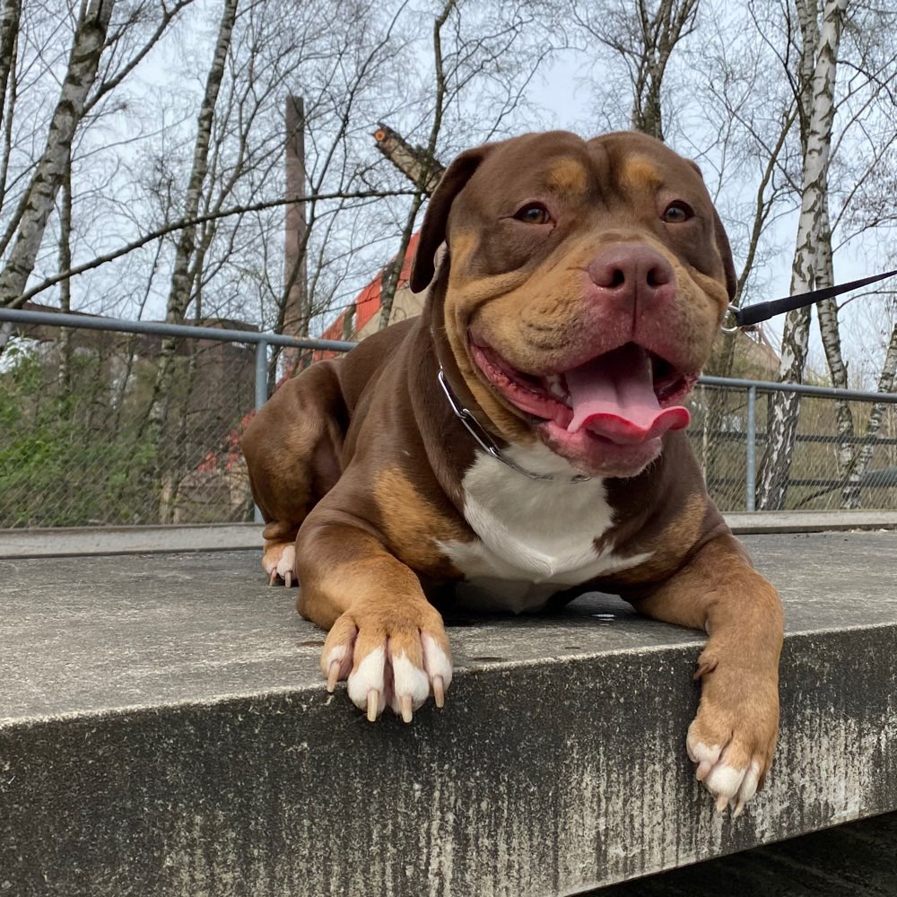 Hundetreffen-Fetter Hunde Kumpel/line gesucht-Profilbild