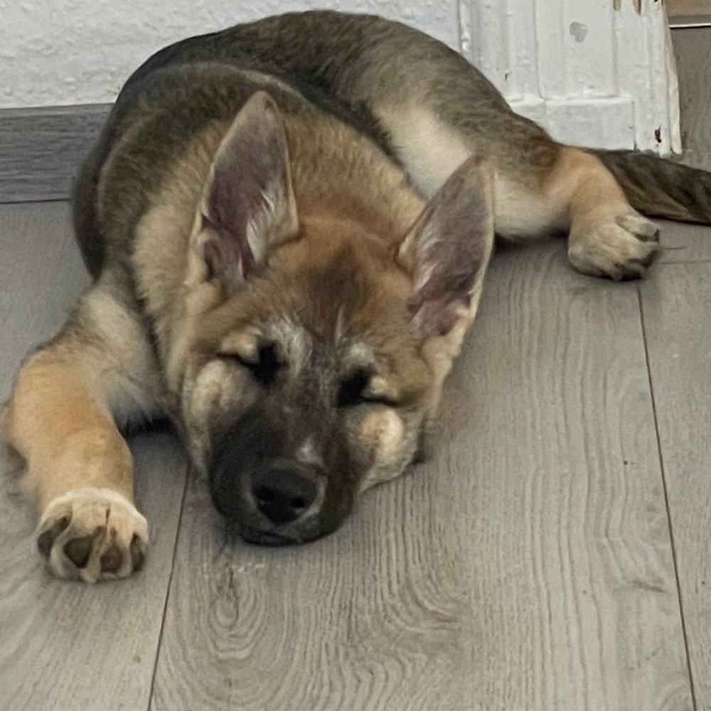 Hundetreffen-Welpentreff in Lüdenscheid-Profilbild