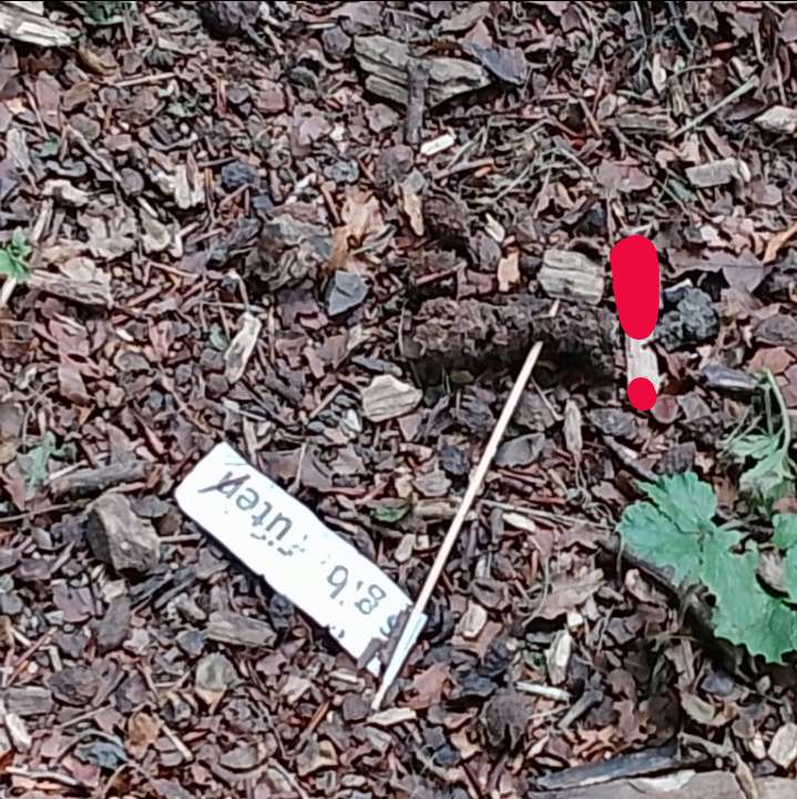 Giftköder-Holzspieße mit Spitze!!-Profilbild