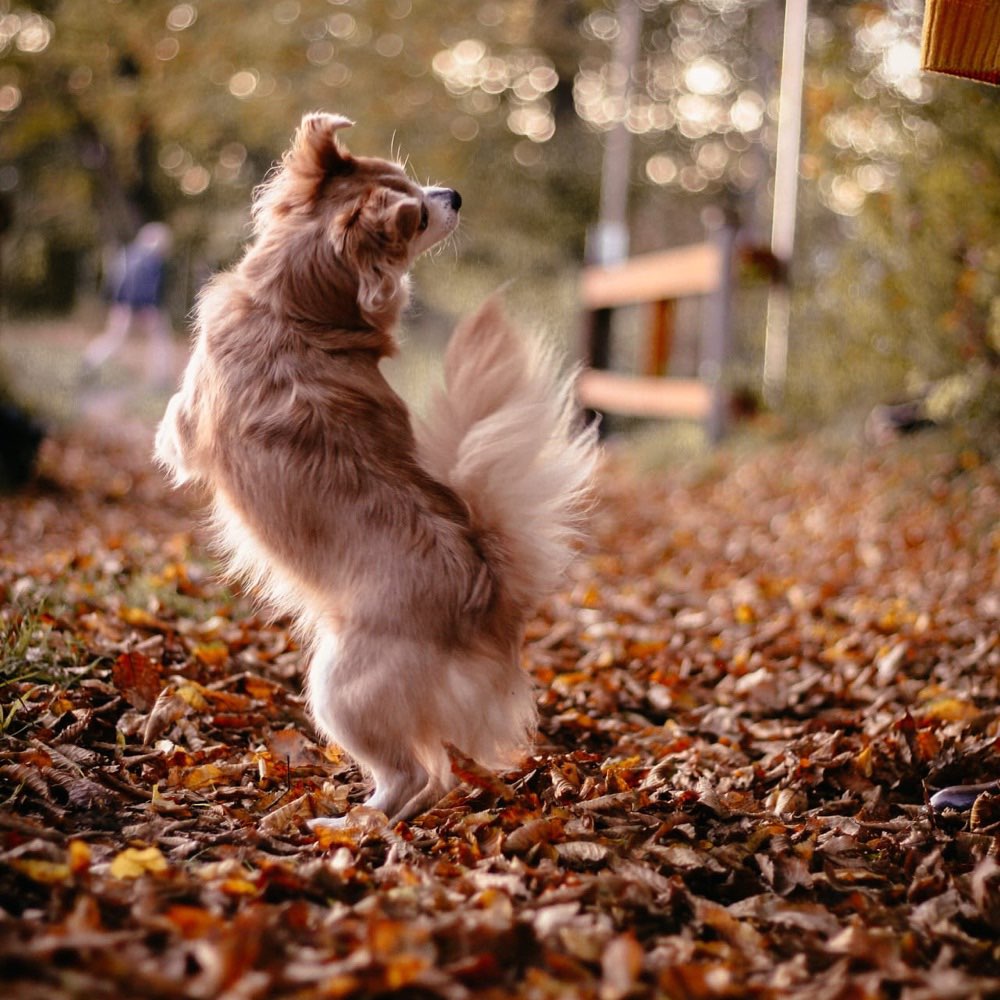 Hundetreffen-Social Walk mit Option auf Spiel 😊-Profilbild