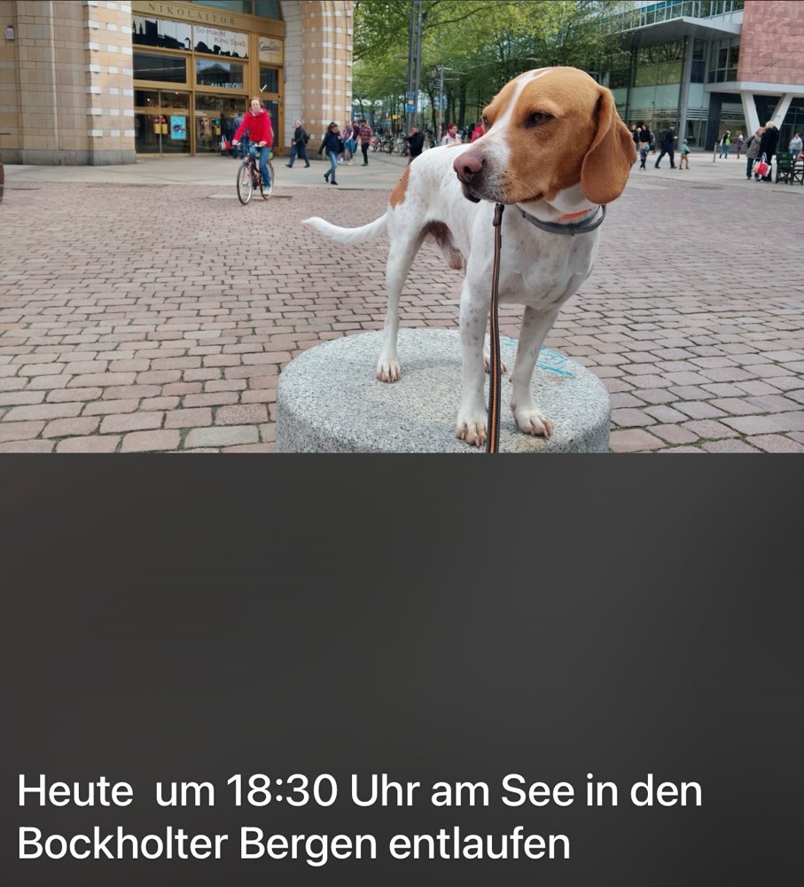 Suchmeldung-Paavo-Profilbild