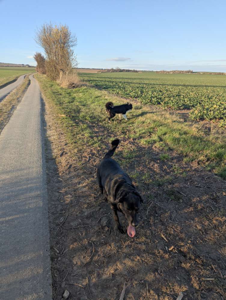 Hundetreffen-Spaziergang, Training etc.-Profilbild