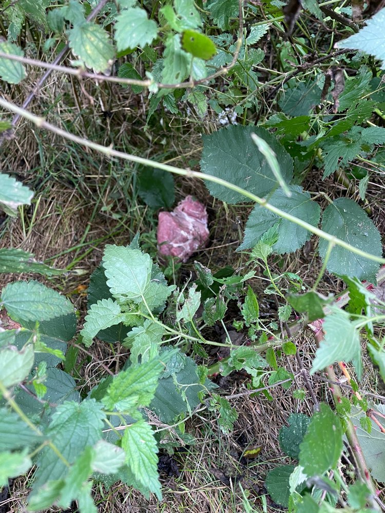 Giftköder-Eventuell Giftköder-Profilbild