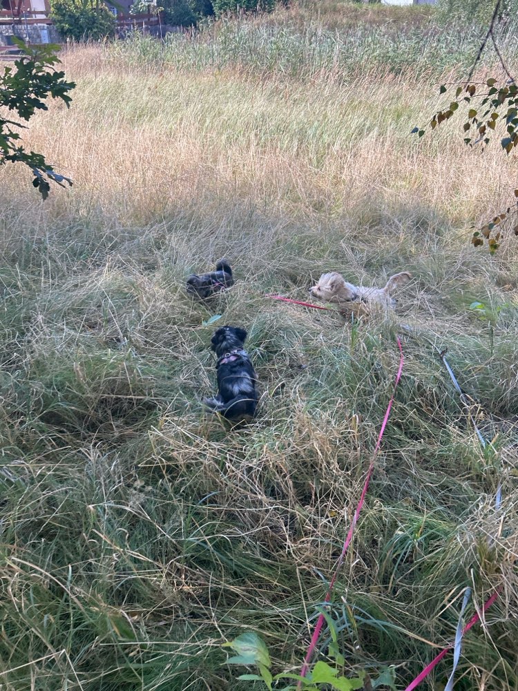 Hundetreffen-Tobetreff Montag in Rahlstedt-Profilbild