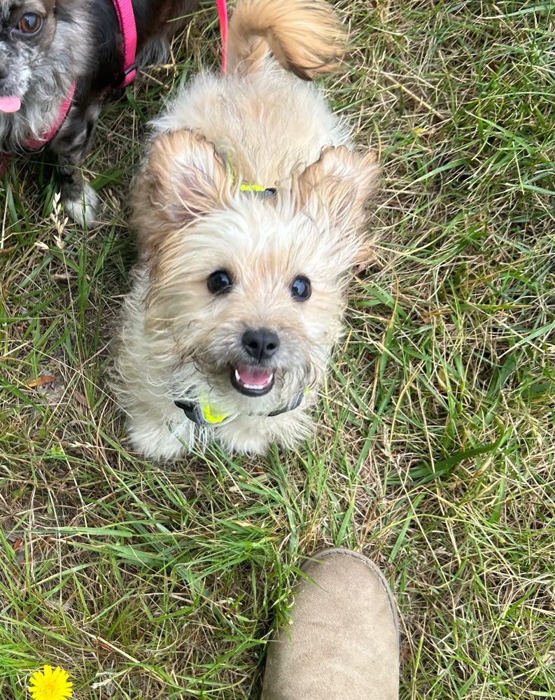 Hundetreffen-Kleinhundetreff in Rahlstedt oder Kirchwerder-Profilbild