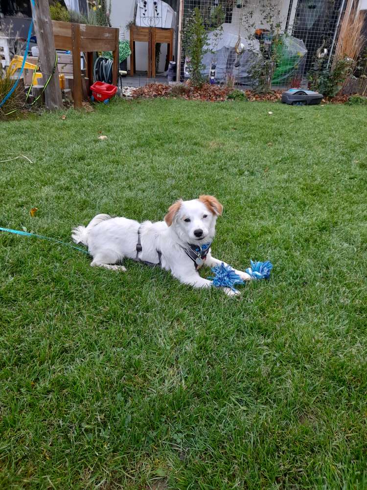 Hundetreffen-Sozialwalk und Hundefreund-Profilbild