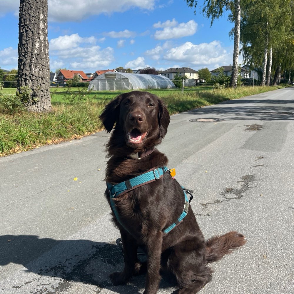 Hundetreffen-Trainingspartner gesucht-Profilbild