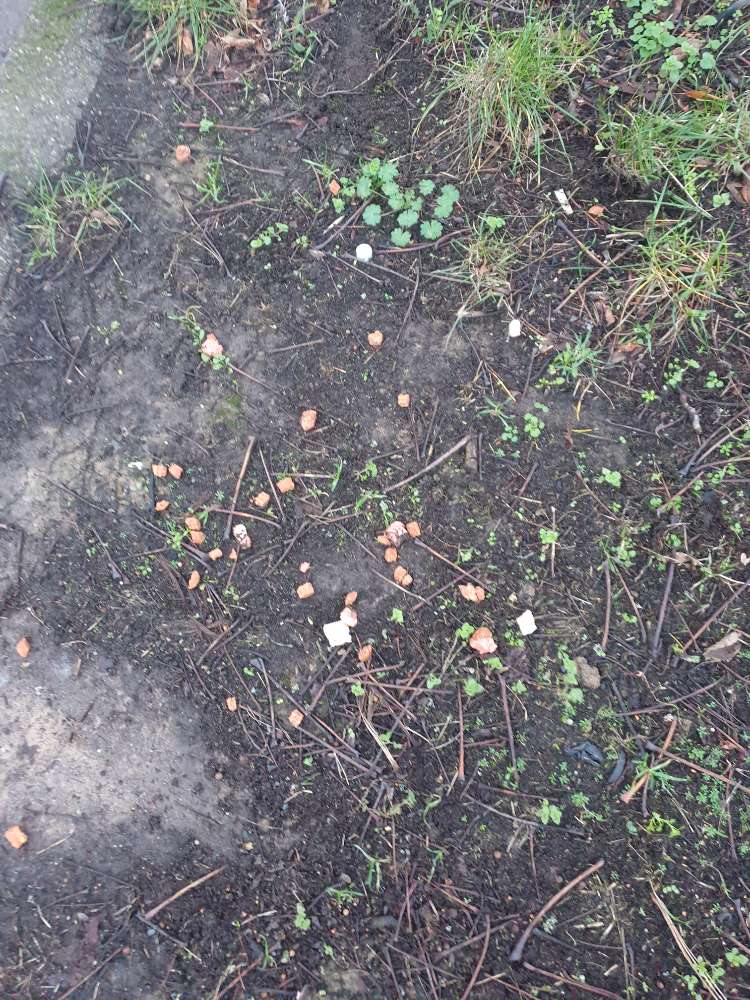 Giftköder-!!!! ENTFERNT !!!!Auagelegtes Futter-Profilbild