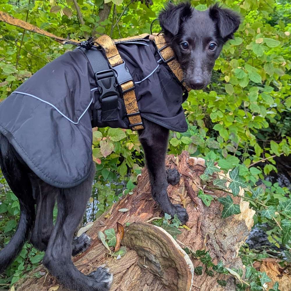 Hundetreffen-Gassi- & Spielfreund für Motte-Profilbild