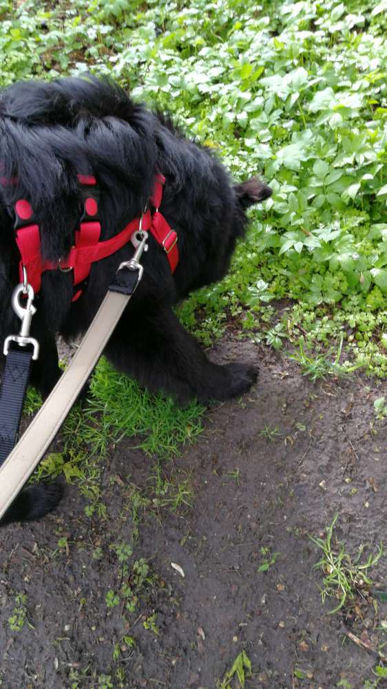 Hundetreffen-Ausgeglichene Hunde gesucht!-Profilbild