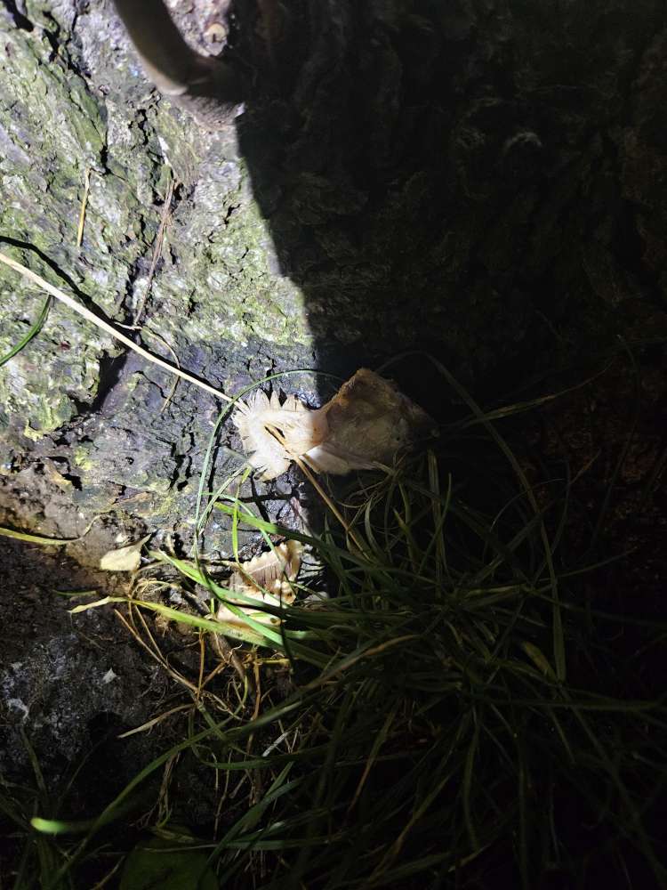Giftköder-Verdorbene stinkende Fischstücke-Profilbild