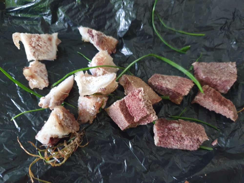 Giftköder-Knochensplitter im Gras wieder-Profilbild