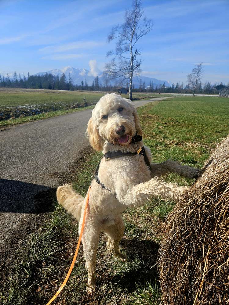 Hundetreffen-Gassirunde-Profilbild