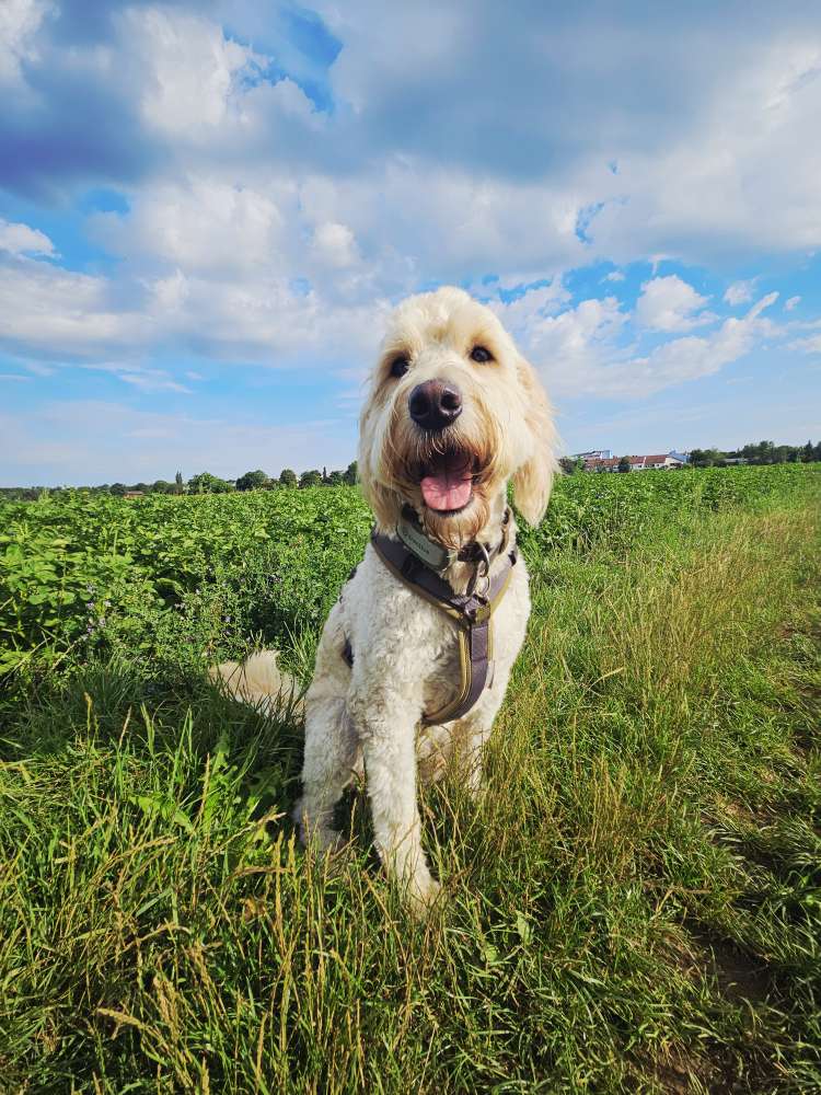 Hundetreffen-Forstenrieder Park, Schlagweg, Laim, Pasing für Gassirunden-Profilbild