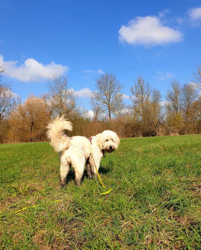 Hundetreffen-Spielen & Trainieren z. B. ruhige Hundebegegnung üben-Profilbild
