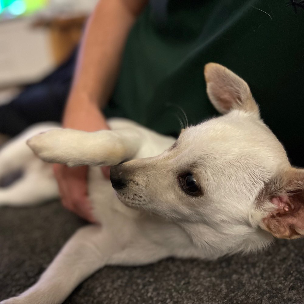 Hundetreffen-Spielfreunde für Hundespielplatz bei Rondorf gesucht-Profilbild